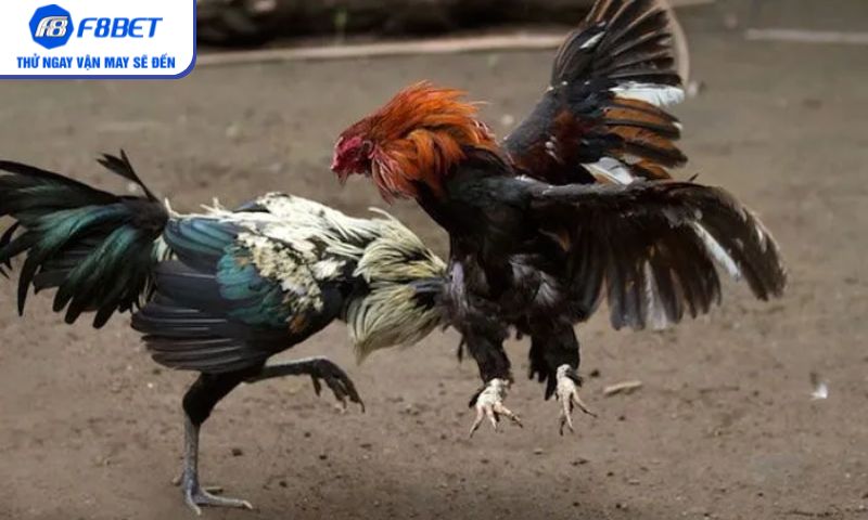 Đá gà cựa dao – Nét riêng không thể nhầm lẫn với loại hình khác Đá gà cựa dao – Nét riêng không thể nhầm lẫn với loại hình khác